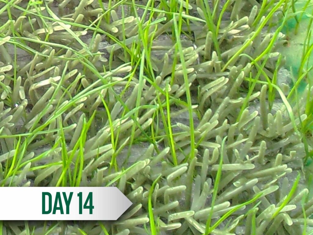 DuraGrass_Timelapse_Day14-scaled-1.jpg