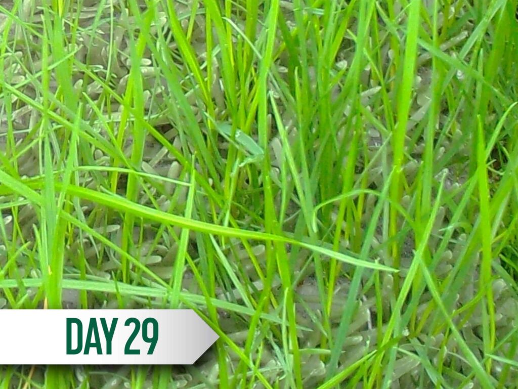 DuraGrass_Timelapse_Day29-scaled-1.jpg