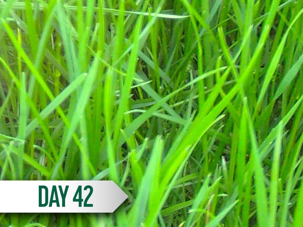 DuraGrass_Timelapse_Day42-scaled-1.jpg