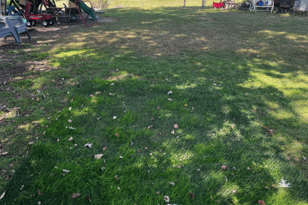 Backyard area protected by DuraGrass early grass growth